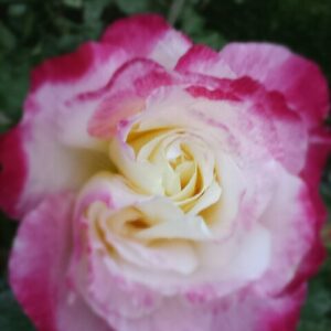 Pink White Rose surface pattern design